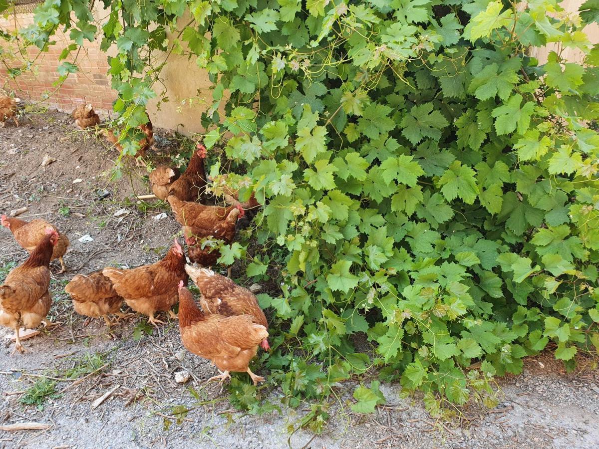 Ca La Miquela Διαμέρισμα Albages Εξωτερικό φωτογραφία